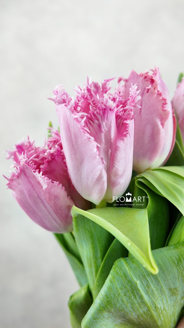 Tulip fringed Santanders