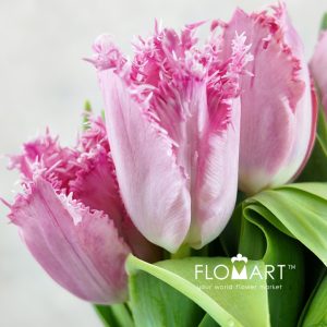 Tulip fringed Santanders - Image 2