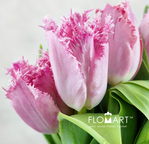 Tulip fringed Santanders