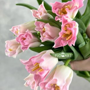 Tulip lilium Crown Dynasty