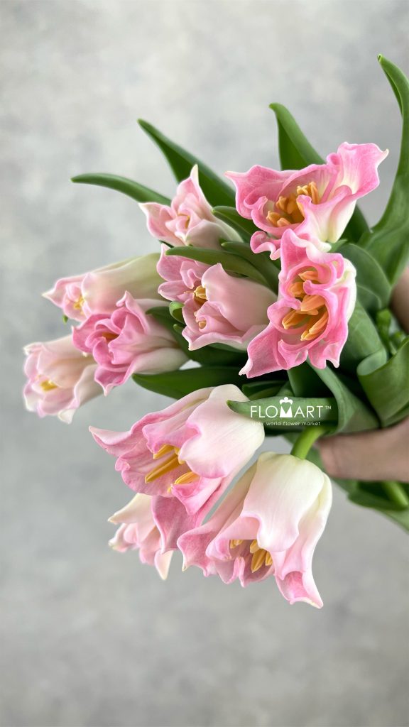 Tulip lilium Crown Dynasty