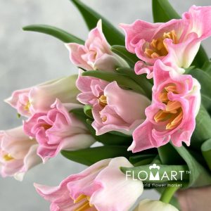 Tulip lilium Crown Dynasty - Image 2