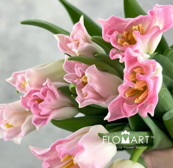 Tulip lilium Crown Dynasty