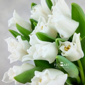 Tulip lilium White Liberstar