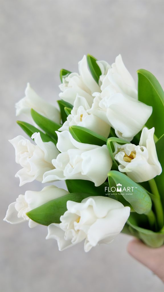 Tulip lilium White Liberstar