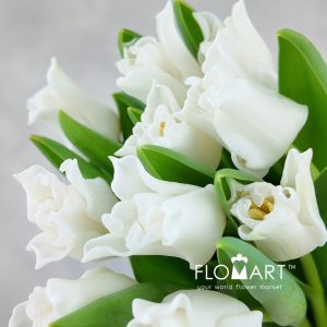 Tulip lilium White Liberstar - Image 2
