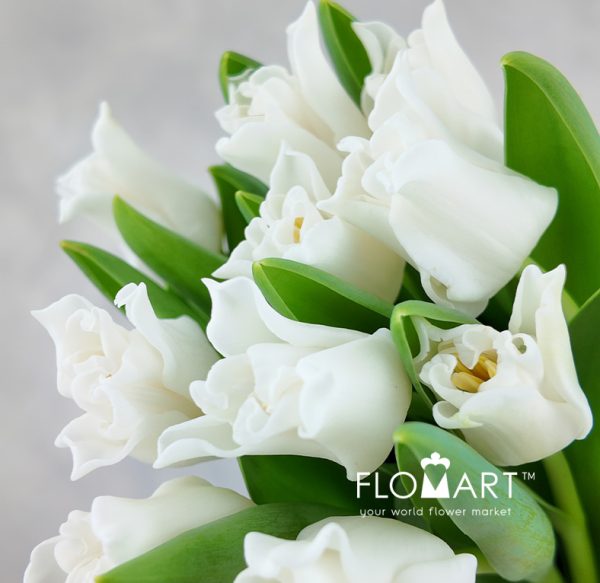 Tulip lilium White Liberstar