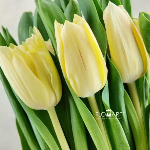 Tulip singel Chica Dura