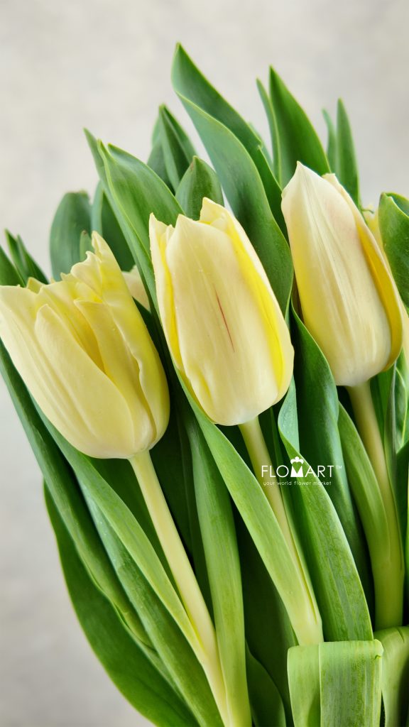Tulip singel Chica Dura