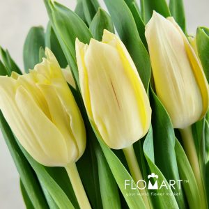 Tulip singel Chica Dura - Image 2