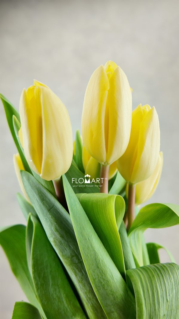 Tulip singel Creme Fraiche