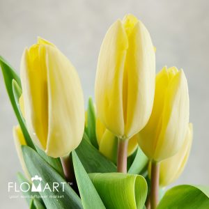 Tulip singel Creme Fraiche - Image 2