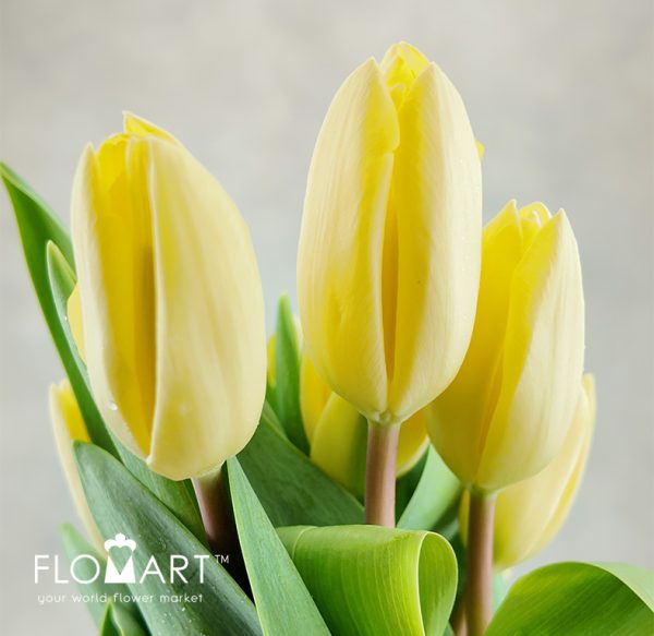 Tulip singel Creme Fraiche