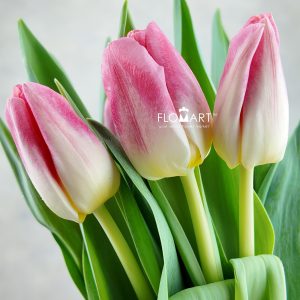Tulip singel Pulitzer
