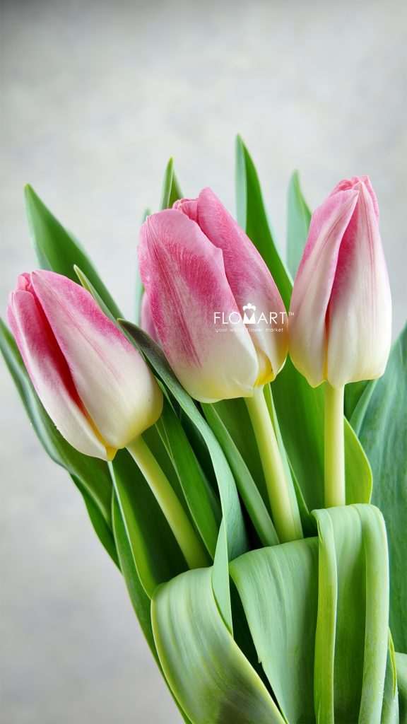 Tulip singel Pulitzer