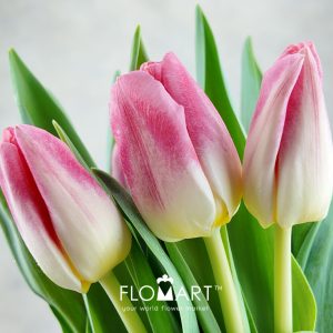 Tulip singel Pulitzer - Image 2
