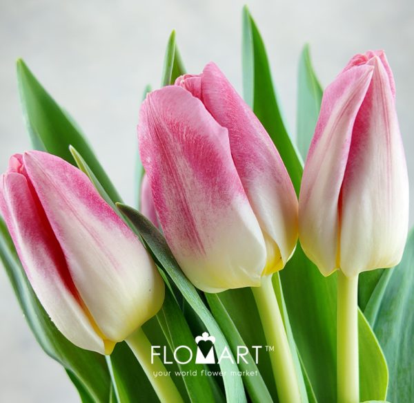 Tulip singel Pulitzer