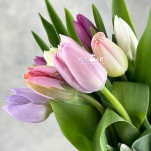 Tulip singel Rainbow Pastel