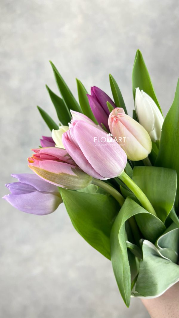 Tulip singel Rainbow Pastel
