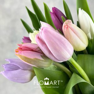 Tulip singel Rainbow Pastel - Image 2