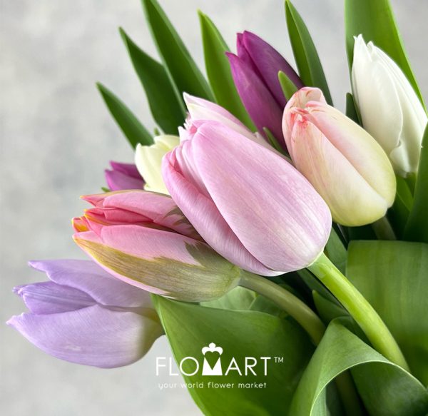 Tulip singel Rainbow Pastel