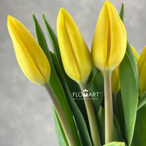Tulip singel Strang Gold