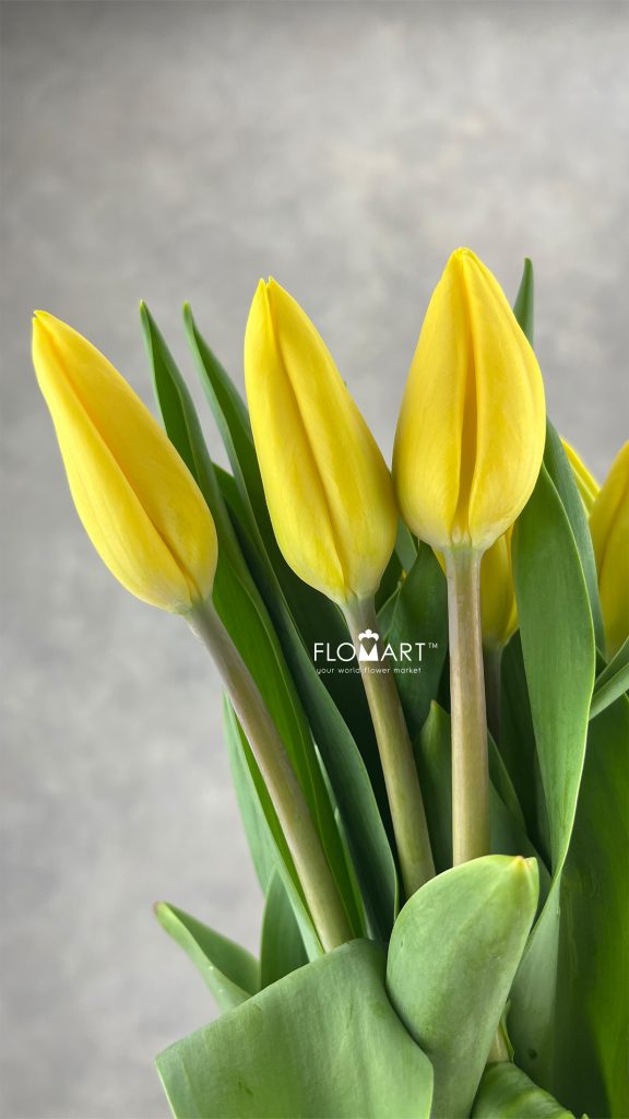 Tulip singel Strang Gold