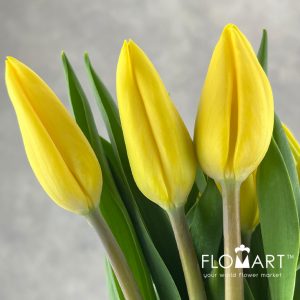 Tulip singel Strang Gold - Image 2