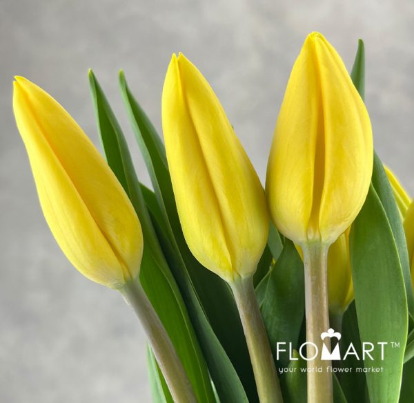 Tulip singel Strang Gold