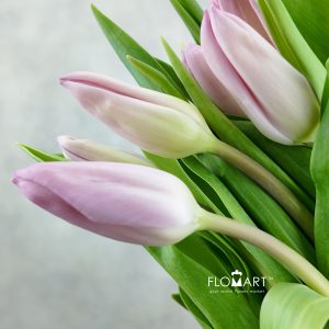Tulip single Aafke