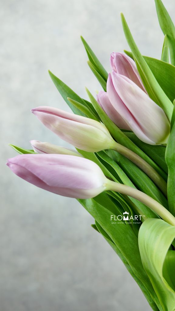 Tulip single Aafke
