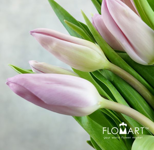 Tulip single Aafke