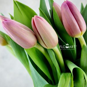 Tulip single Ace Pink
