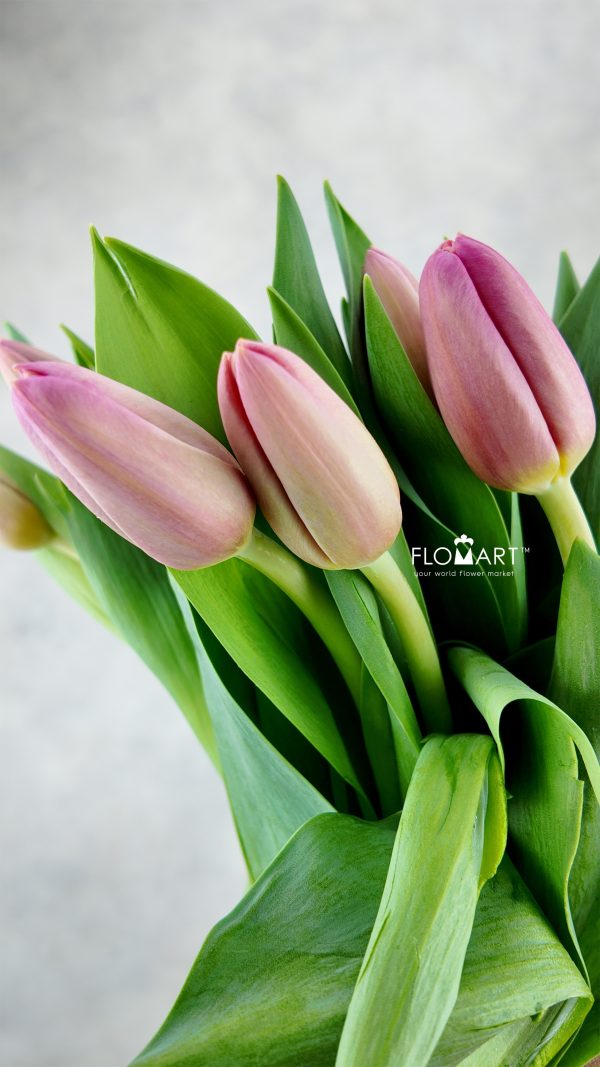 Tulip single Ace Pink