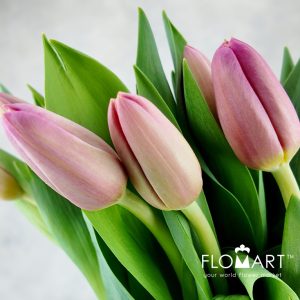 Tulip single Ace Pink - Image 2