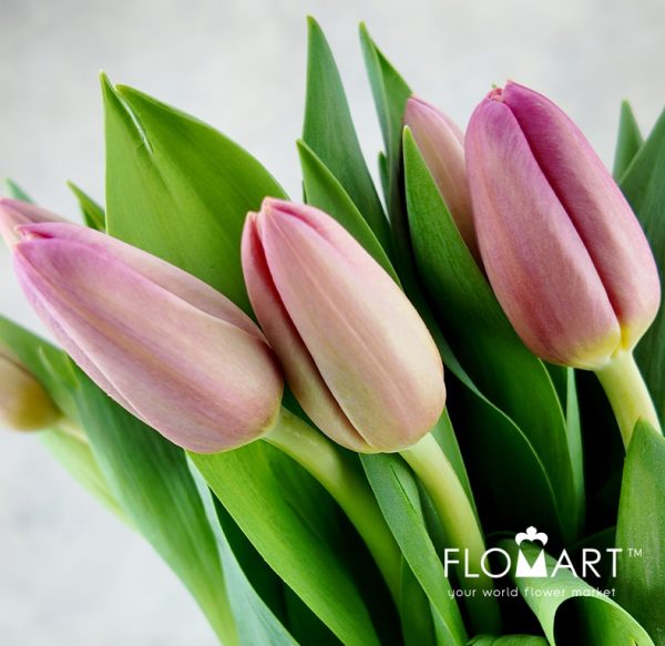 Tulip single Ace Pink