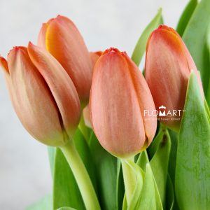 Tulip single Ad Rem