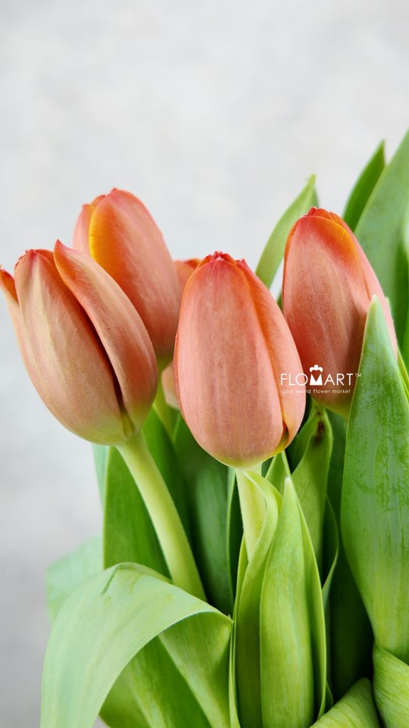Tulip single Ad Rem