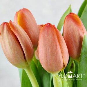 Tulip single Ad Rem - Image 2