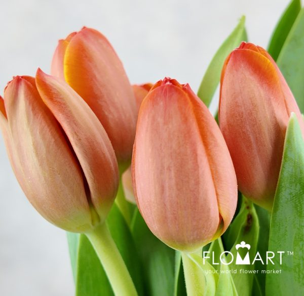 Tulip single Ad Rem