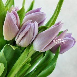 Tulip single Alibi