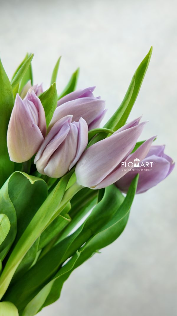 Tulip single Alibi