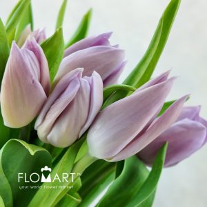 Tulip single Alibi - Image 2