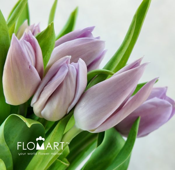 Tulip single Alibi