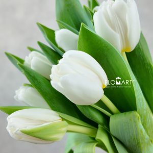 Tulip single Antarctica