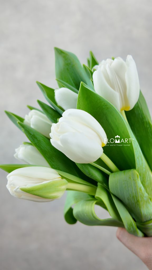 Tulip single Antarctica