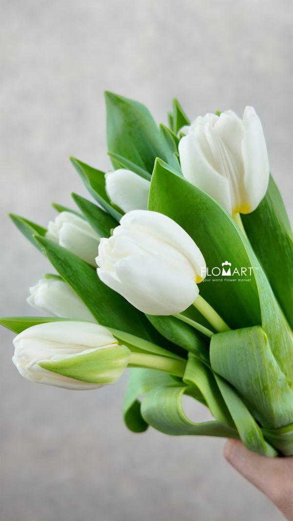 Tulip single Antarctica