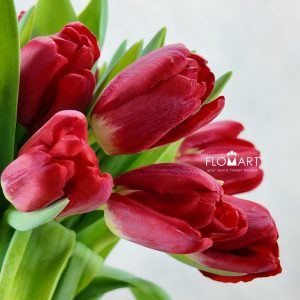Tulip single Antarctica Fire