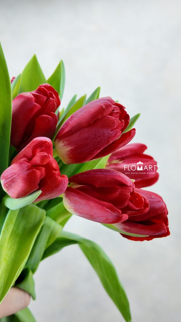 Tulip single Antarctica Fire