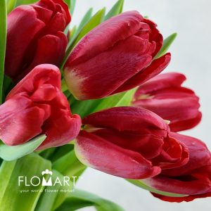 Tulip single Antarctica Fire - Image 2
